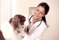 Clinica Veterinaria Jundiai SP - Veterinarios 24 horas em Jundiai
