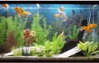 Aquarismo Jundiai - Peixes de Aquario Jundiai - Peixes Ornamentais Jundiai - Aquarismo Jundiai