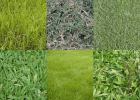 Gramas Jundiai - Gramados - Plantio de Gramas - Distribuidores de Grama Natural - Manuten??o de Gramados Jundiai