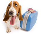 Hotel para Cachorros e Gatos em Jundiai - Hospedagem para animais de estimacao jundiai
