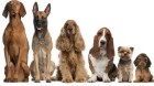 Canil Jundiai - Hospedagem de Animais e Venda de Filhotes em Jundia?